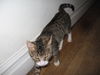Lewis-Lovable, young lap cat!