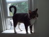 Lewis-Lovable, young lap cat!