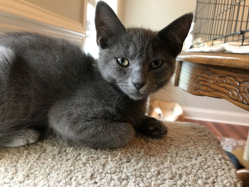 TANSEY, the KITTEN