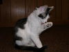 FRASIER The Smart One!