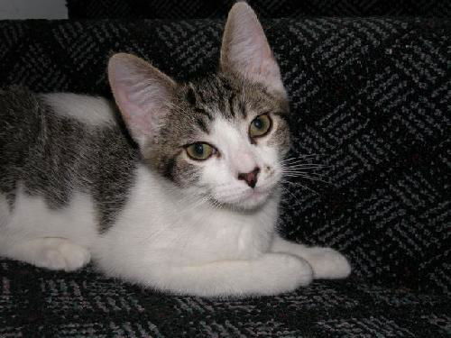NILES - The Perfect One!