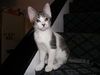 NILES - The Perfect One!