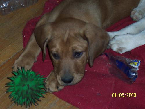 Levon