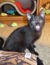 Harper Kitten-Visit Me At The Blue Dog Pet Store