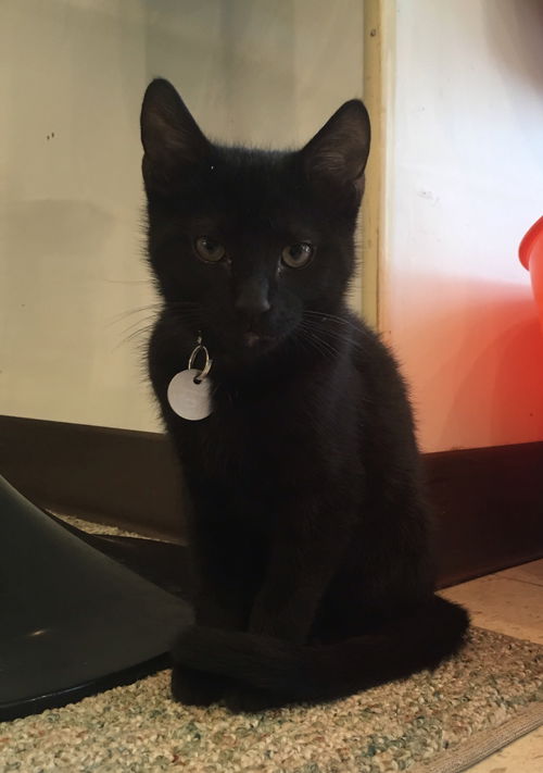 Harper Kitten-Visit Me At The Blue Dog Pet Store