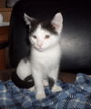 Hadley Kitten-Visit Me At The Blue Dog Pet Store