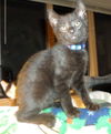 Harlow Kitten-Visit Me At The Blue Dog Pet Store