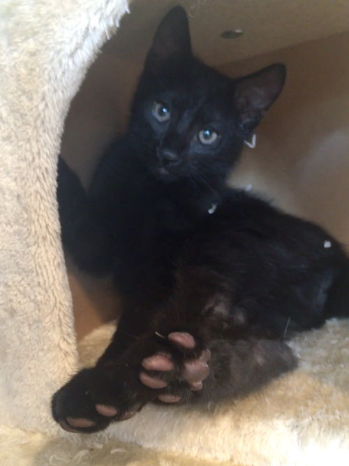 Harlow Kitten-Visit Me At The Blue Dog Pet Store
