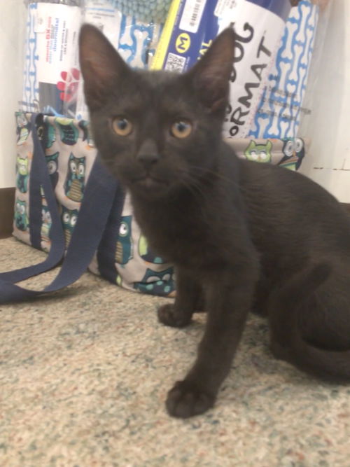 Hayden Kitten-Visit Me At The Blue Dog Pet Store