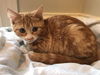 BARON,marbled ginger kitten
