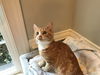 BARON,marbled ginger kitten