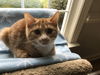 BARON,marbled ginger kitten