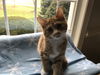 BARON,marbled ginger kitten