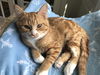 BARON,marbled ginger kitten