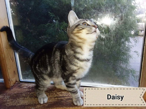 Daisy Kitten