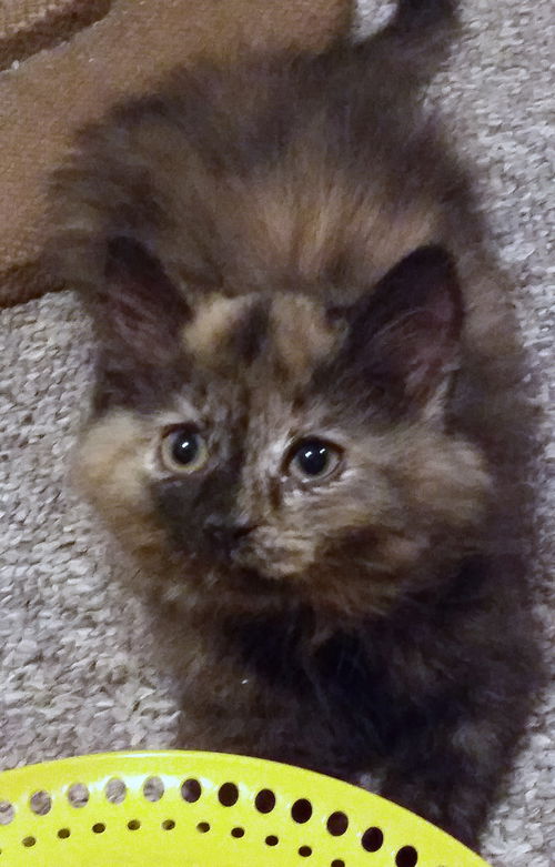 Kahlua Kitten