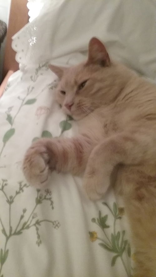 Georgie