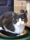 MARCO the MOST Friendliest Cat Ever!