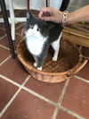 MARCO the MOST Friendliest Cat Ever!