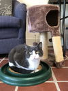MARCO the MOST Friendliest Cat Ever!
