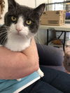 MARCO the MOST Friendliest Cat Ever!