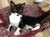 Raisin: come see me at the Blue Dog pet shop