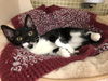 Raisin: come see me at the Blue Dog pet shop