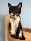 Raisin: come see me at the Blue Dog pet shop