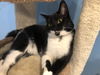 Raisin: come see me at the Blue Dog pet shop