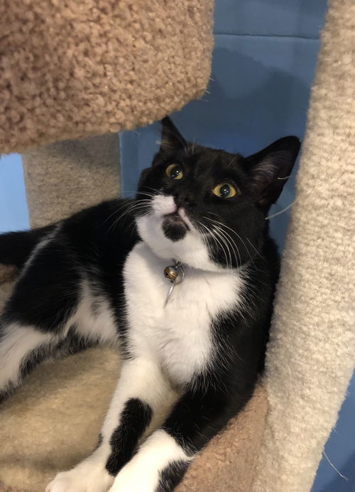 Raisin: come see me at the Blue Dog pet shop