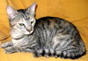 LILAH -   Egyptian Mau mix