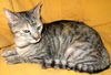 LILAH -   Egyptian Mau mix