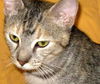 LILAH -   Egyptian Mau mix