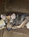 Gidget