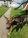 Gidget