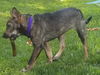 Gidget