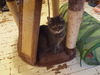 Emmie Lou - Lives to lap sit!