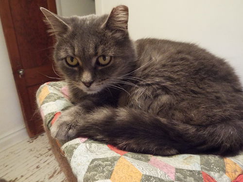 Emmie Lou - Lives to lap sit!