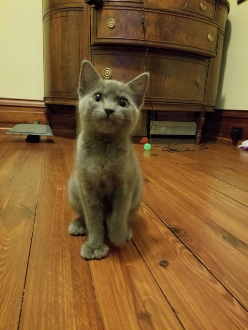 Zane-Polydactyly Kitten