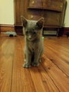 Zane-Polydactyly Kitten