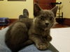 Zane-Polydactyly Kitten