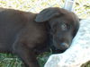 Maggie