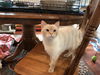 DORI, Apricot Point Siamese Mix