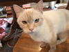 DORI, Apricot Point Siamese Mix