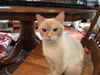 DORI, Apricot Point Siamese Mix