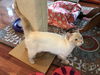DORI, Apricot Point Siamese Mix