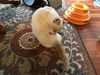 DORI, Apricot Point Siamese Mix