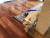 DORI, Apricot Point Siamese Mix