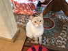 DORI, Apricot Point Siamese Mix