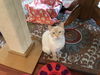 DORI, Apricot Point Siamese Mix